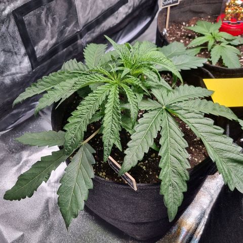 Honey Mints - Exotic Seed growlog timeline photo
