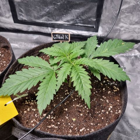 Kritikal K - Kannabia Seeds growlog timeline photo