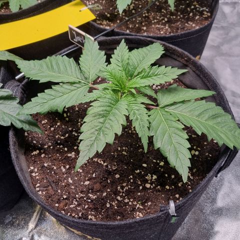 Colombian Jack - Kannabia Seeds growlog timeline photo