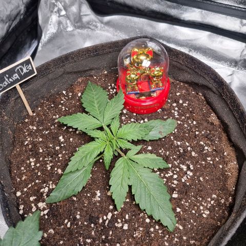 Sativa Dream - Kannabia Seeds growlog timeline photo