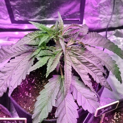 Honey Mints - Exotic Seed growlog timeline photo