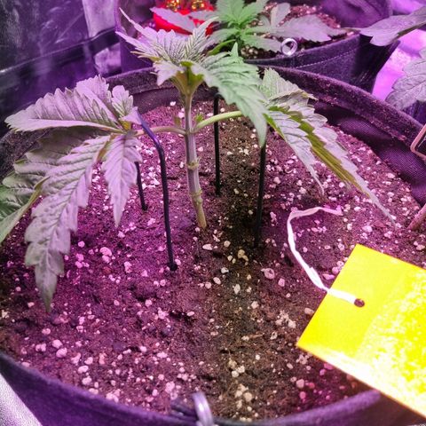 Kritikal K - Kannabia Seeds growlog timeline photo