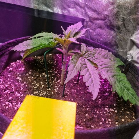 Colombian Jack - Kannabia Seeds growlog timeline photo