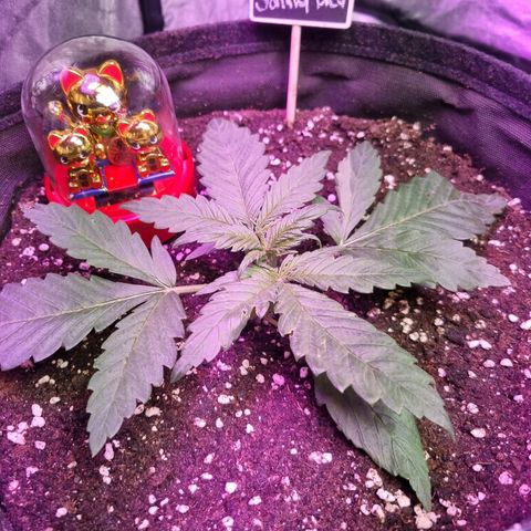 Sativa Dream - Kannabia Seeds growlog timeline photo