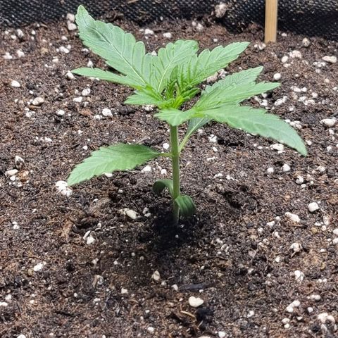 Honey Mints - Exotic Seed growlog timeline photo