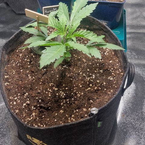 Honey Mints - Exotic Seed growlog timeline photo