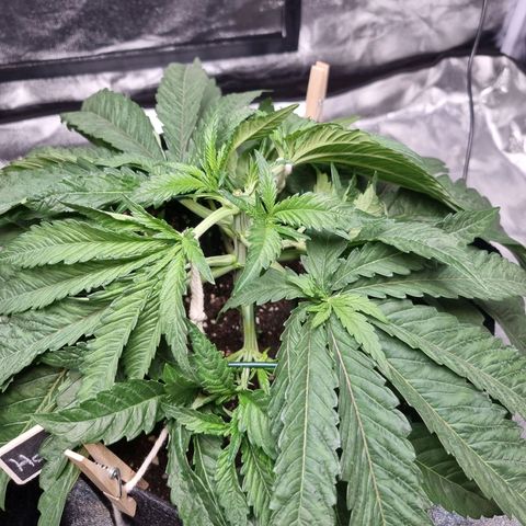 Honey Mints - Exotic Seed growlog timeline photo