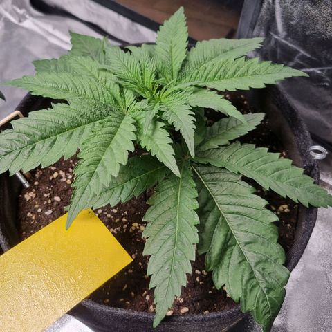 Colombian Jack - Kannabia Seeds growlog timeline photo