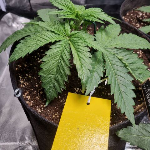 Kritikal K - Kannabia Seeds growlog timeline photo