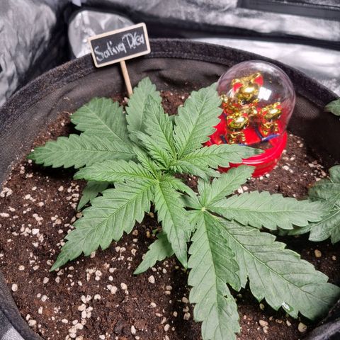 Sativa Dream - Kannabia Seeds growlog timeline photo