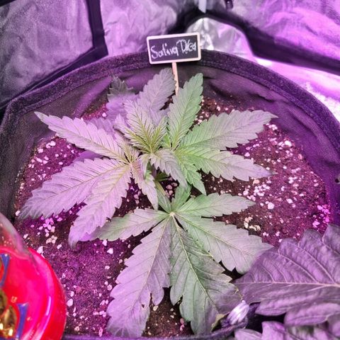 Sativa Dream - Kannabia Seeds growlog timeline photo