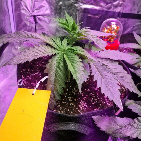 Kritikal K - Kannabia Seeds growlog timeline photo