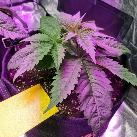 Colombian Jack - Kannabia Seeds growlog timeline photo
