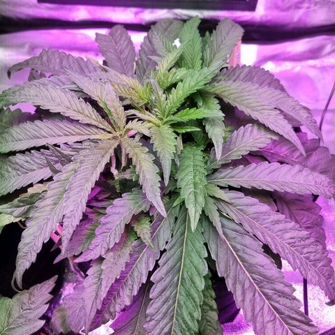 Honey Mints - Exotic Seed growlog timeline photo