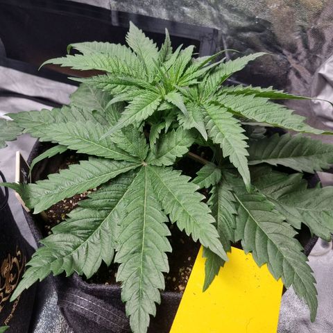 Colombian Jack - Kannabia Seeds growlog timeline photo