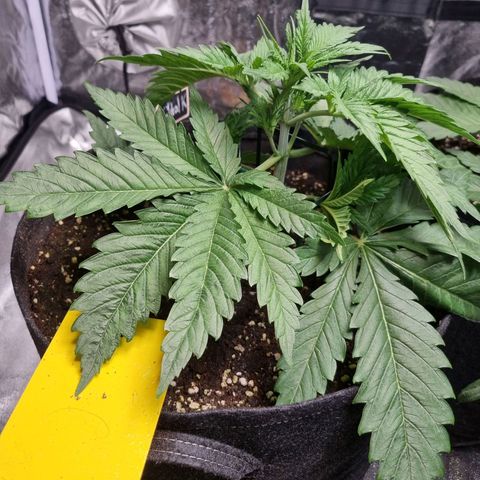 Kritikal K - Kannabia Seeds growlog timeline photo