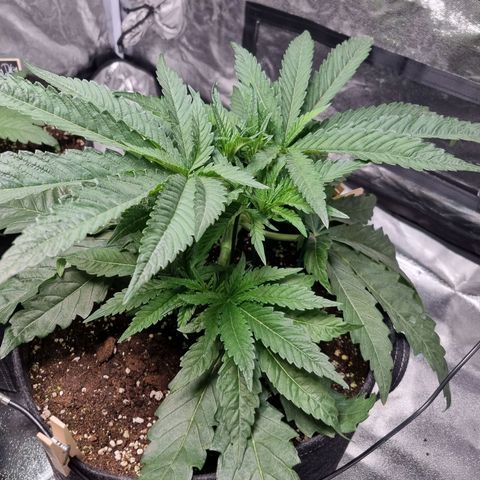 Honey Mints - Exotic Seed growlog timeline photo