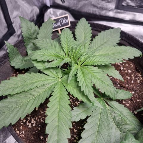 Sativa Dream - Kannabia Seeds growlog timeline photo