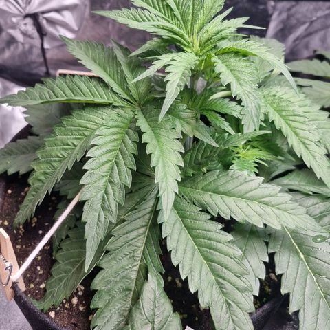 Kritikal K - Kannabia Seeds growlog timeline photo