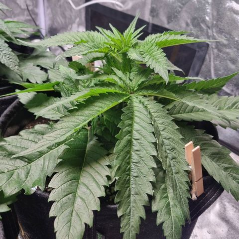 Colombian Jack - Kannabia Seeds growlog timeline photo