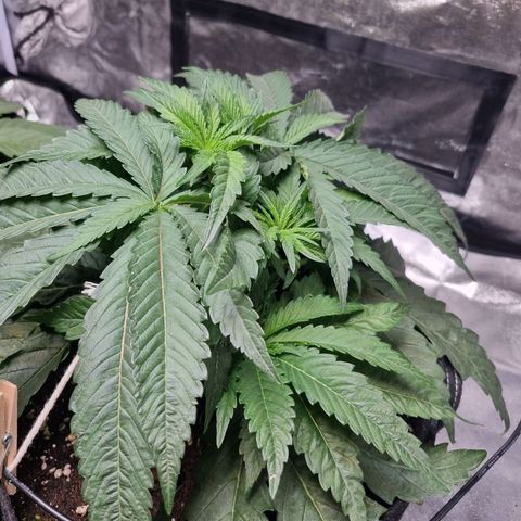 Honey Mints - Exotic Seed growlog timeline photo