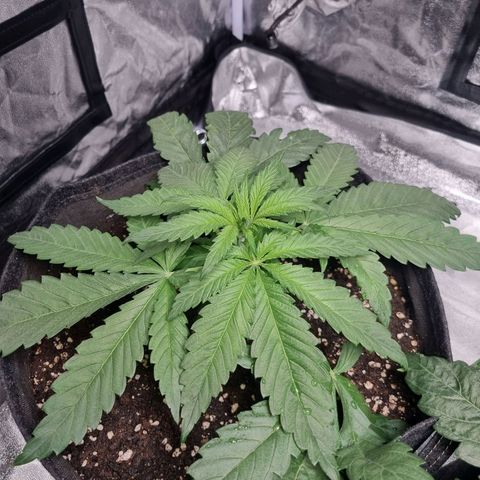 Sativa Dream - Kannabia Seeds growlog timeline photo