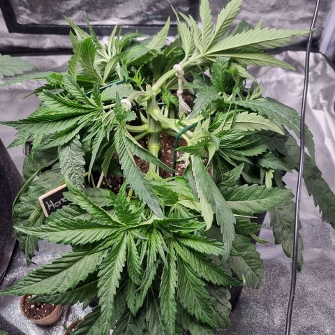Honey Mints - Exotic Seed growlog timeline photo