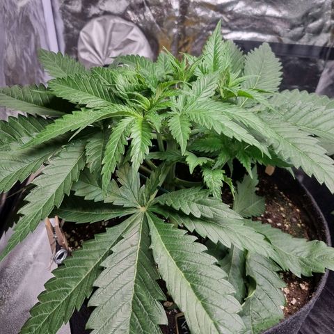 Kritikal K - Kannabia Seeds growlog timeline photo