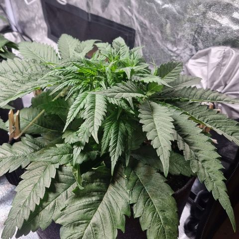 Colombian Jack - Kannabia Seeds growlog timeline photo