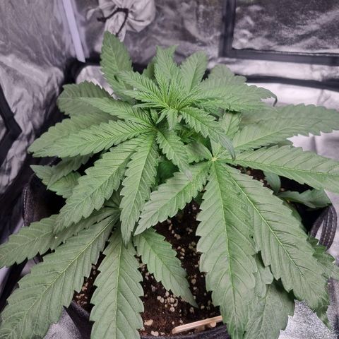 Sativa Dream - Kannabia Seeds growlog timeline photo