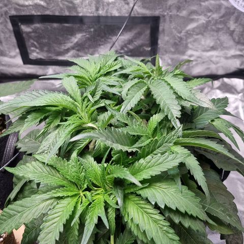 Honey Mints - Exotic Seed growlog timeline photo