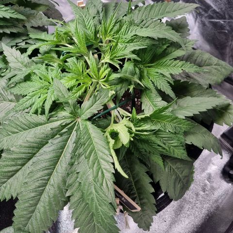 Colombian Jack - Kannabia Seeds growlog timeline photo