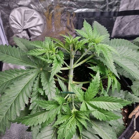 Kritikal K - Kannabia Seeds growlog timeline photo