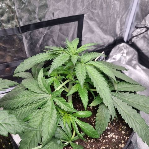 Sativa Dream - Kannabia Seeds growlog timeline photo