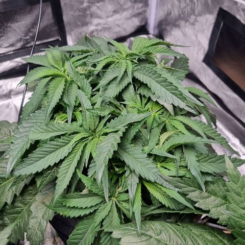 Honey Mints - Exotic Seed growlog timeline photo