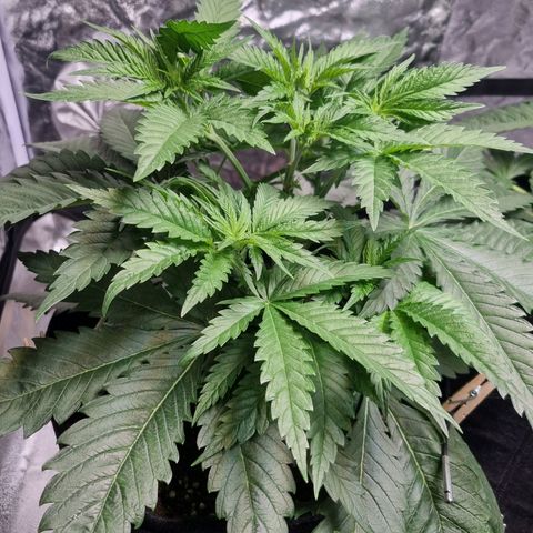 Kritikal K - Kannabia Seeds growlog timeline photo