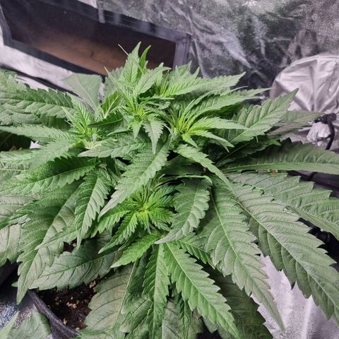 Colombian Jack - Kannabia Seeds growlog timeline photo