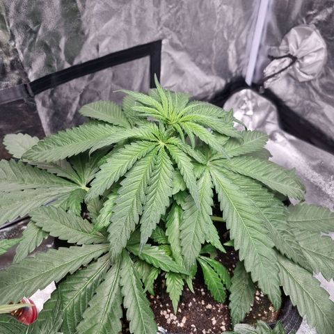 Sativa Dream - Kannabia Seeds growlog timeline photo
