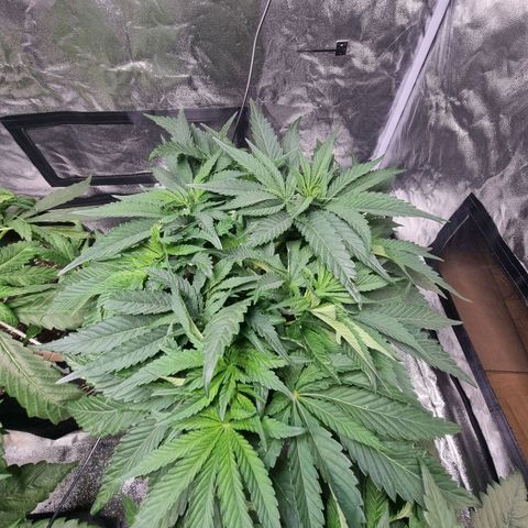 Honey Mints - Exotic Seed growlog timeline photo
