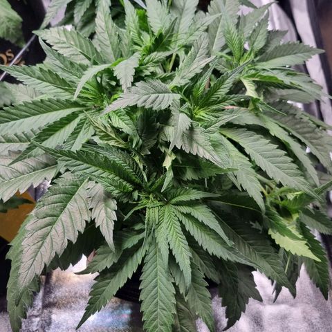 Colombian Jack - Kannabia Seeds growlog timeline photo