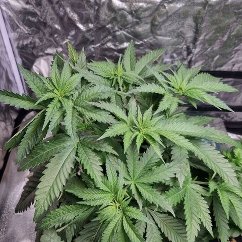 Kritikal K - Kannabia Seeds growlog timeline photo