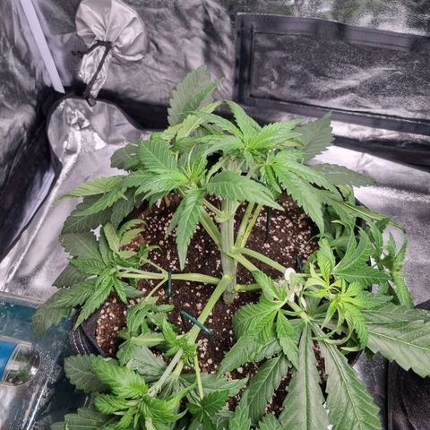 Sativa Dream - Kannabia Seeds growlog photo: After topping