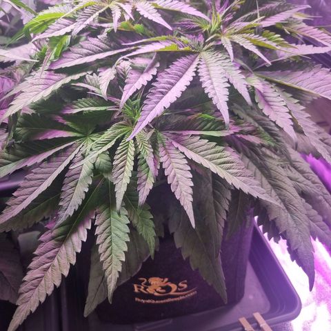 Colombian Jack - Kannabia Seeds growlog timeline photo