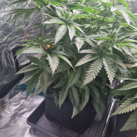 Kritikal K - Kannabia Seeds growlog timeline photo