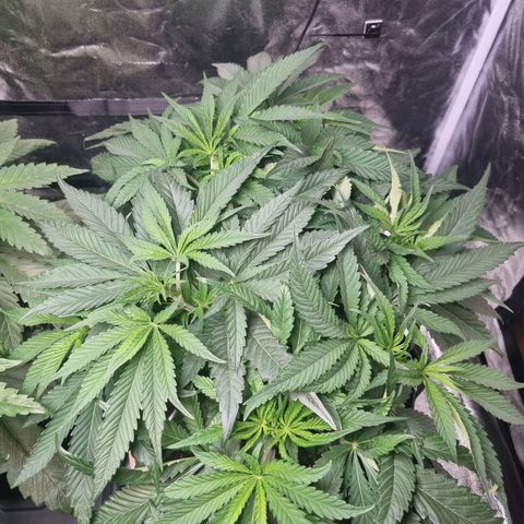 Honey Mints - Exotic Seed growlog timeline photo