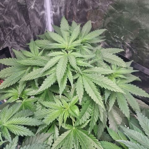 Sativa Dream - Kannabia Seeds growlog timeline photo
