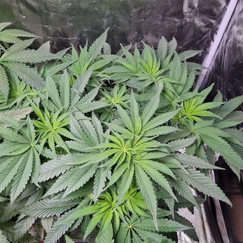 Honey Mints - Exotic Seed growlog timeline photo