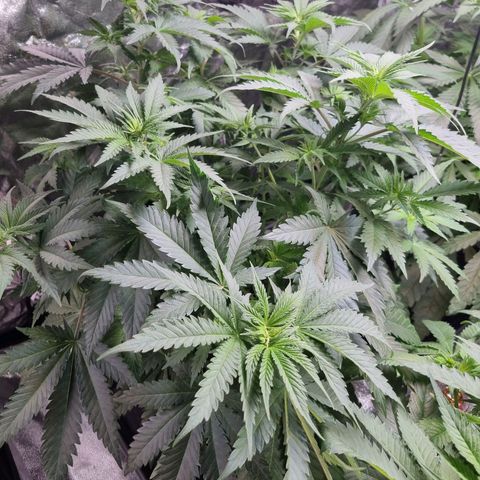 Kritikal K - Kannabia Seeds growlog timeline photo