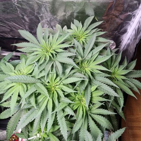 Colombian Jack - Kannabia Seeds growlog timeline photo