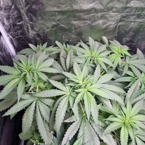 Sativa Dream - Kannabia Seeds growlog timeline photo